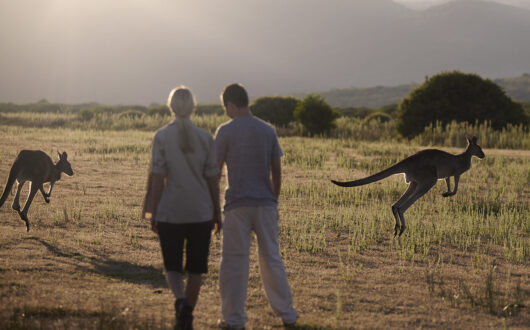 Couple watching kangaroos in the wild