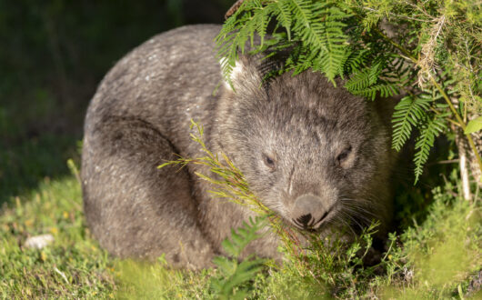 Wombats - Wilsons Promontory National Park
