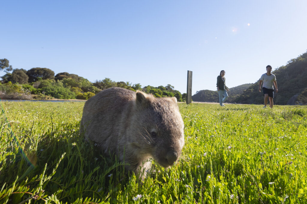 Wombats - Wilsons Promontory National Park