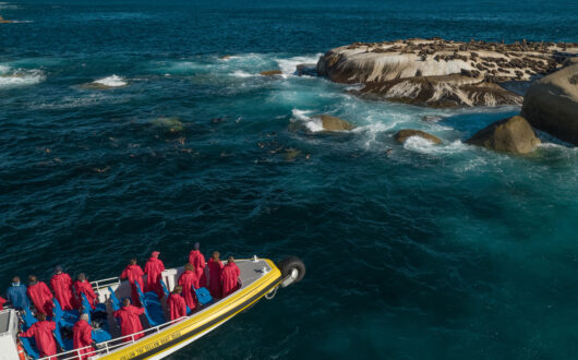 Wilsons Prom Cruises looking at a Seal colony on Wilsons Promontory Victoria