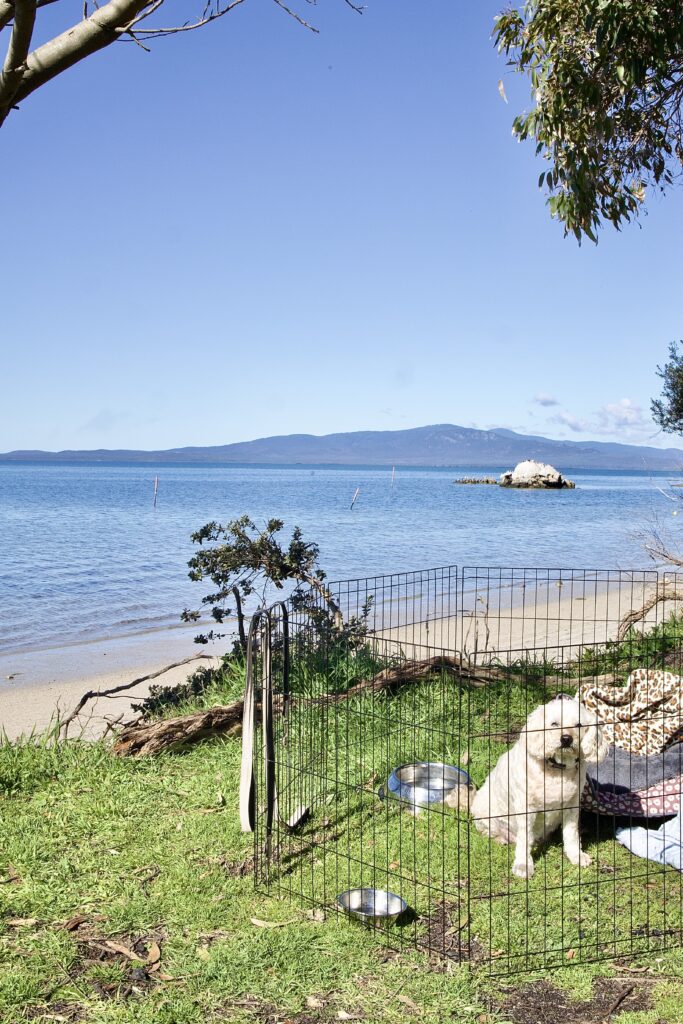 Dog at Wilsons Prom Holiday Park