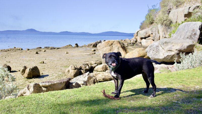 Dog at Wilsons Prom Holiday Park