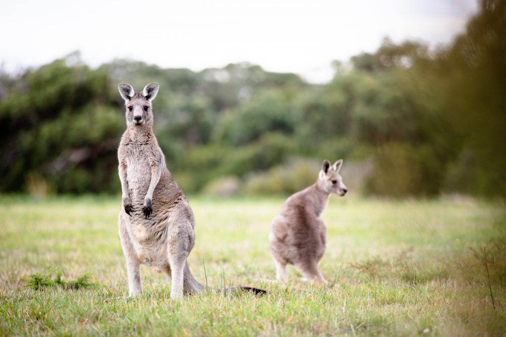 Kangaroos At Wilsons Prom Holiday Park
