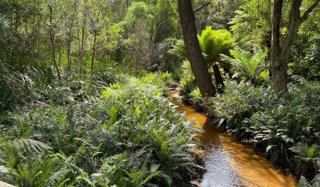 Fern trees and forest with a creek
