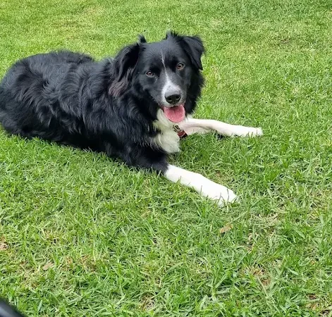 Dog at Wilsons Prom Holiday Park
