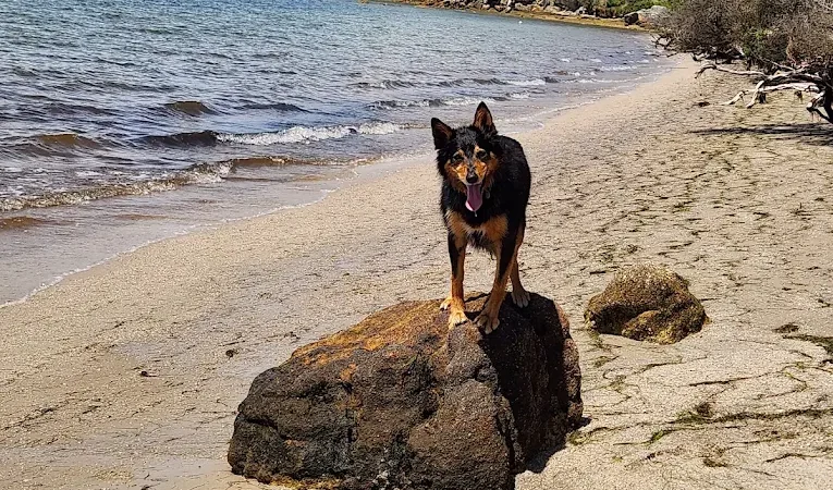 Dog at Wilsons Prom Holiday Park