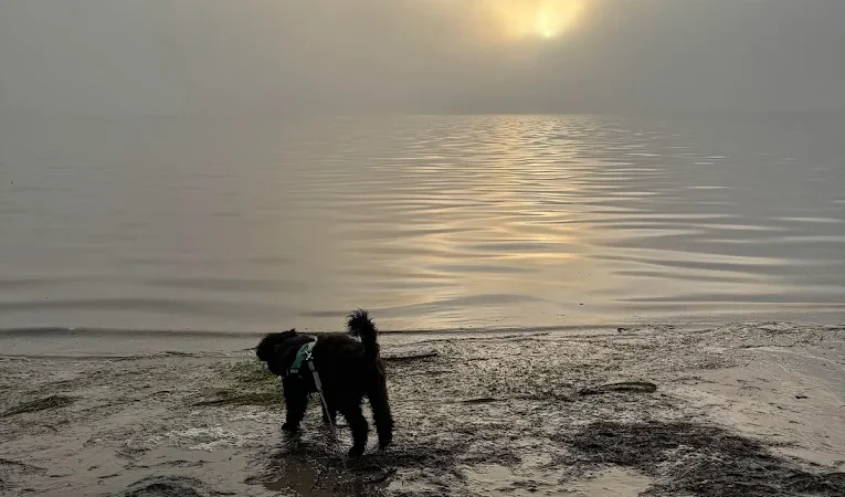 Dog at Wilsons Prom Holiday Park