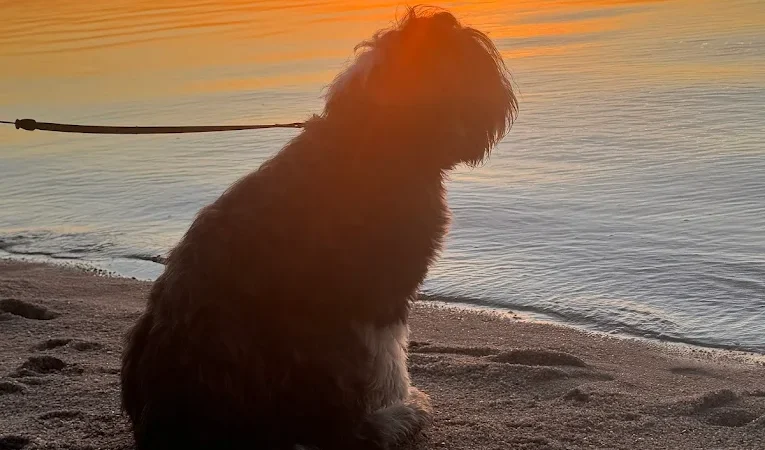 Dog at Wilsons Prom Holiday Park