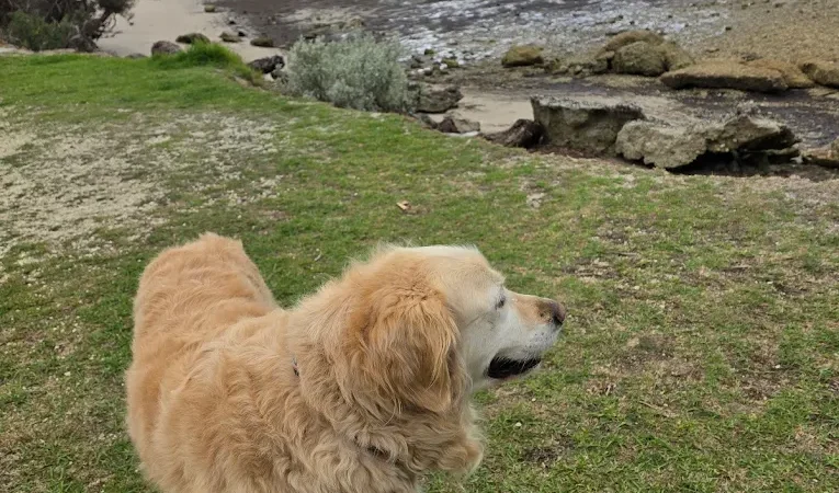 Dog at Wilsons Prom Holiday Park