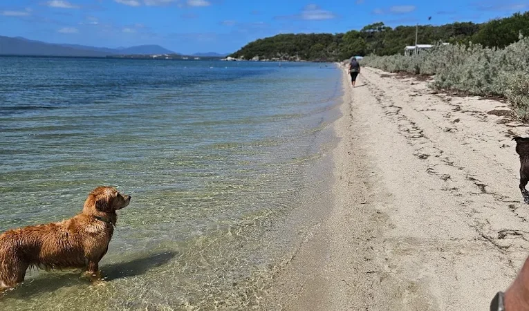 Dog at Wilsons Prom Holiday Park
